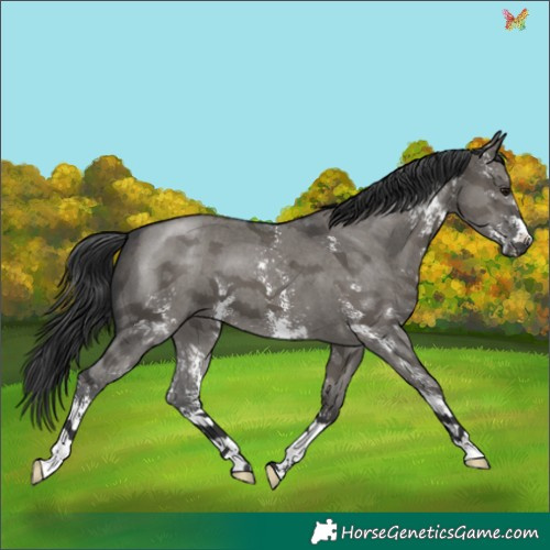 Horse Color:Grullo Sabino 