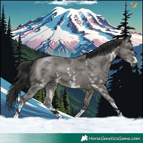 Horse Color:Grullo Sabino 