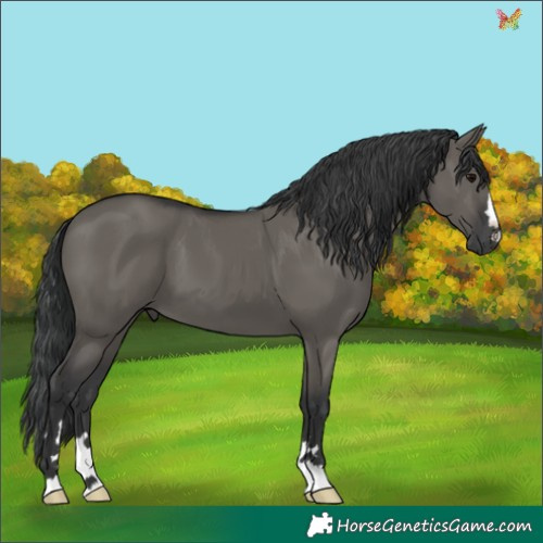 Horse Color:Grullo 