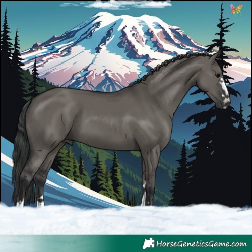 Horse Color:Grullo 