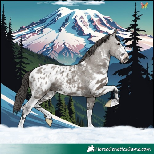 Horse Color:Grullo Sabino Blanket 