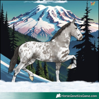 Horse Color:Grullo Sabino Appaloosa 