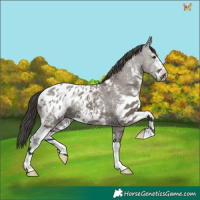 Horse Color:Grullo Sabino Appaloosa 