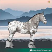 Horse Color:Grullo Sabino Blanket 