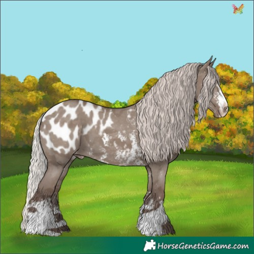 Horse Color:Silver Grullo Sabino Appaloosa 