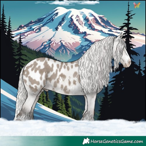 Horse Color:Silver Grullo Sabino Appaloosa 