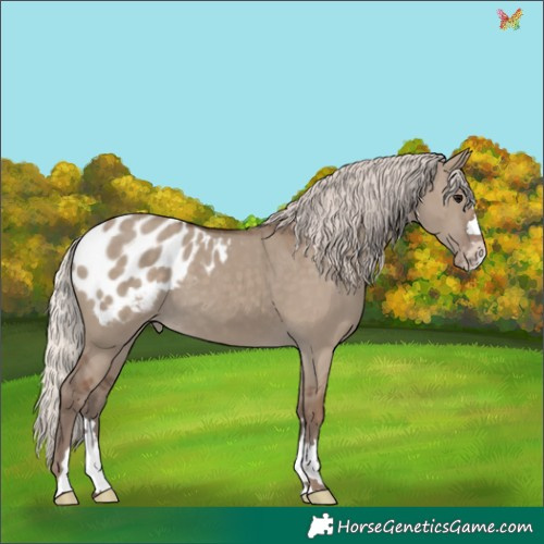 Horse Color:Silver Grullo Appaloosa 