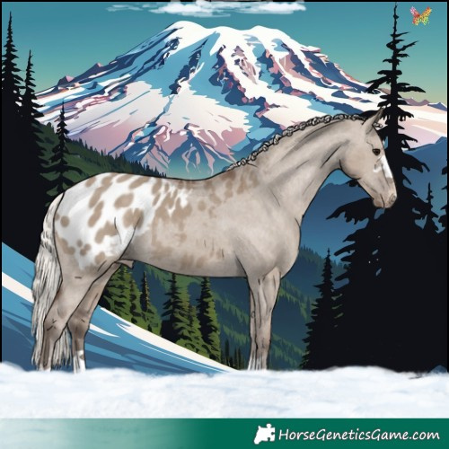 Horse Color:Silver Grullo Appaloosa 