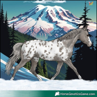 Horse Color:Silver Grullo Appaloosa 