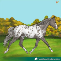 Horse Color:Silver Grullo Appaloosa