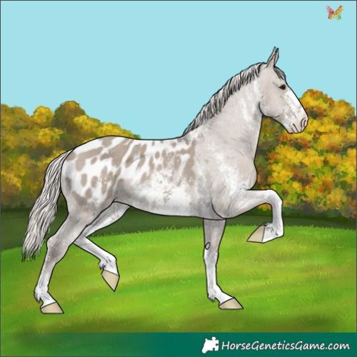 Horse Color:Silver Grullo Sabino Appaloosa 