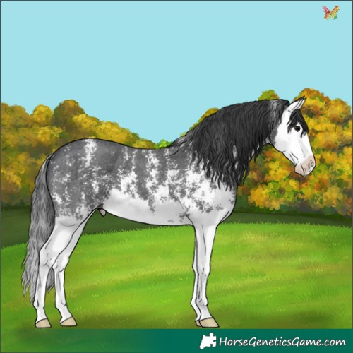 Horse Color:Black Sabino Splash 