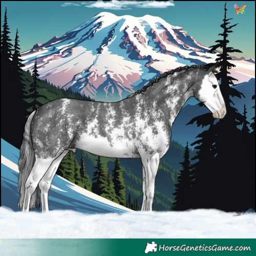 Horse Color:Black Sabino Splash 