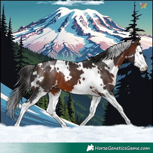 Horse Color:White Spotted Brown Sabino Splash 