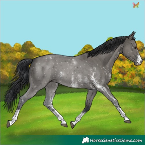 Horse Color:Grullo Sabino 