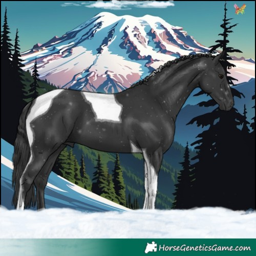 Horse Color:Black Tobiano 