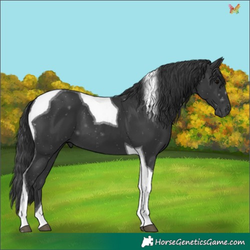 Horse Color:Black Tobiano 