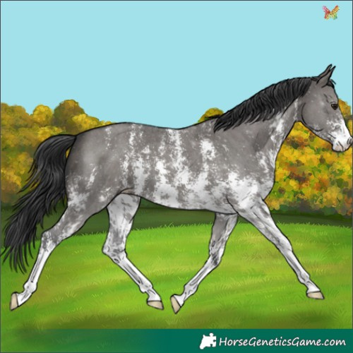 Horse Color:Grullo Sabino
