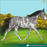 Horse Color:Grullo Sabino 