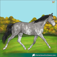 Horse Color:Grullo Sabino 
