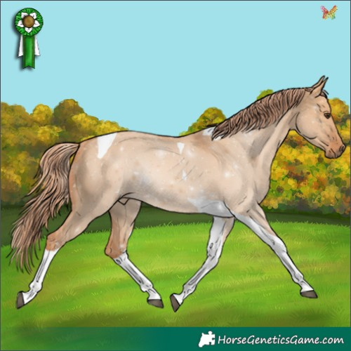 Horse Color:Red Dun Tobiano Rabicano 