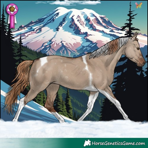 Horse Color:Liver Red Dun Tobiano Rabicano 