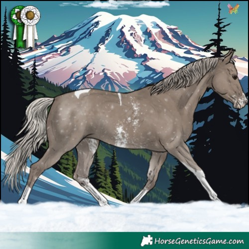 Horse Color:Silver Grullo Sabino Tobiano 
