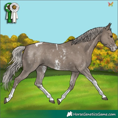 Horse Color:Silver Grullo Sabino Tobiano 