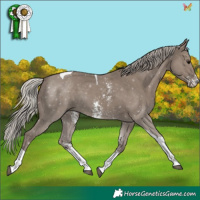 Horse Color:Silver Grullo Sabino Tobiano 