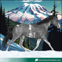 Horse Color:Black Sabino Tobiano 