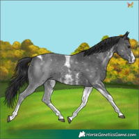 Horse Color:Black Sabino Tobiano 