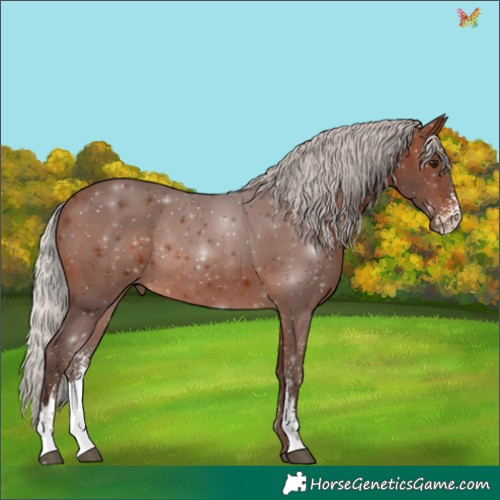 Horse Color:Silver Brown Sabino Rabicano 