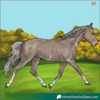 Horse Color:Silver Grullo Sabino 