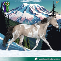 Horse Color:Brown Dun Sabino Tobiano 