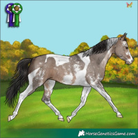 Horse Color:Brown Dun Sabino Tobiano 