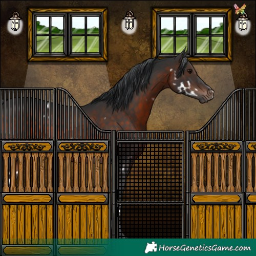 Horse Color:White Spotted Brown Rabicano 