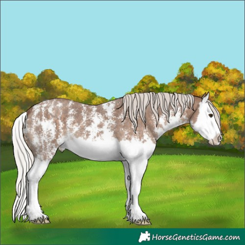 Horse Color:Silver Black Sabino Splash 