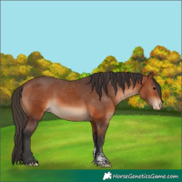 Horse Color:Bay Sabino Appaloosa 