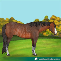 Horse Color:Bay Rabicano  and Bay Rabicano 