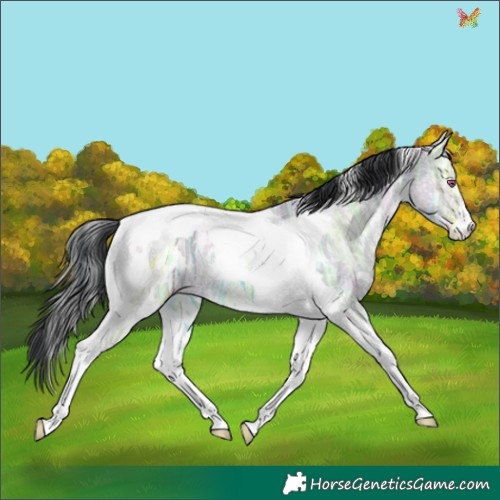 Horse Color:White Spotted Sable Champagne Chinchilla Ice Tobiano 