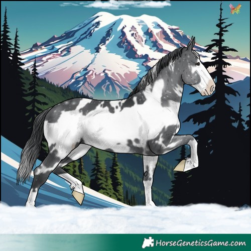 Horse Color:White Spotted Black Chinchilla Frame 