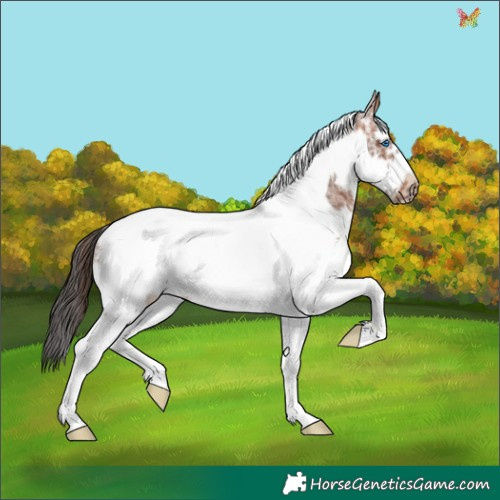 Horse Color:White Spotted Brown Tobiano Frame 