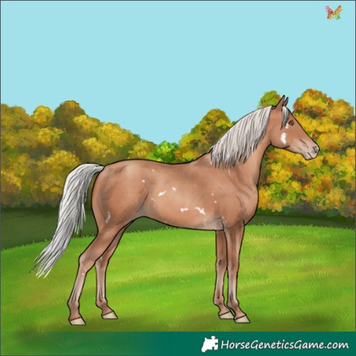 Horse Color:White Spotted Silver Sable Champagne Rabicano
