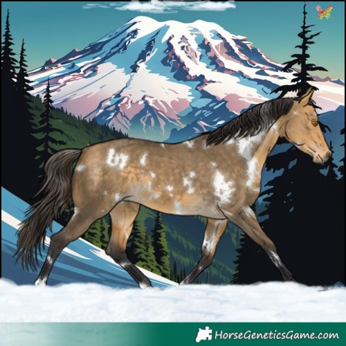 Horse Color:White Spotted Buckskin Dun 