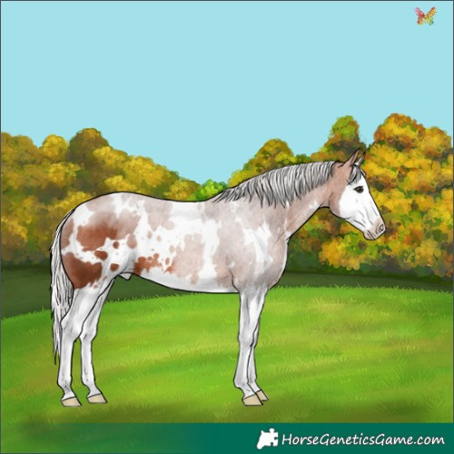Horse Color:White Spotted Silver Bay Splash Rabicano 