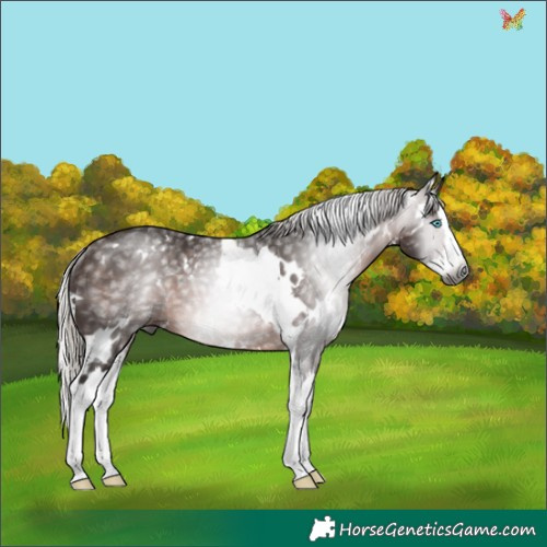 Horse Color:Gray White Spotted Silver Bay Splash Rabicano 