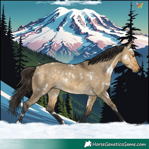 Horse Color:White Spotted Buckskin Dun Rabicano 