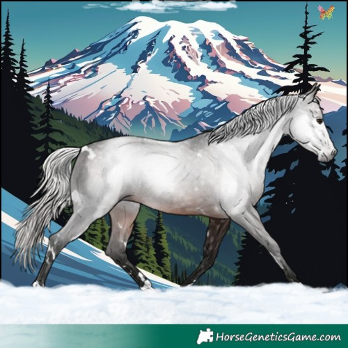 Horse Color:Gray White Spotted Silver Brown Rabicano 