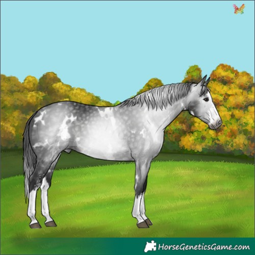 Horse Color:Gray White Spotted Black Sabino Splash 