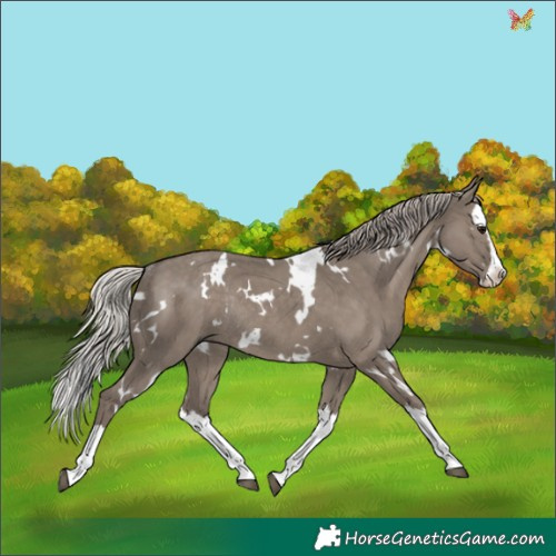 Horse Color:White Spotted Silver Grullo Splash Rabicano 